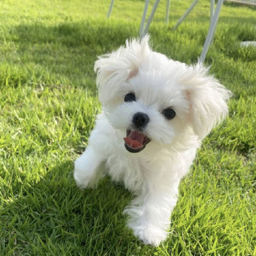 Ckoren (ckoren.lens) Lens social identity (.lens handle) PFP