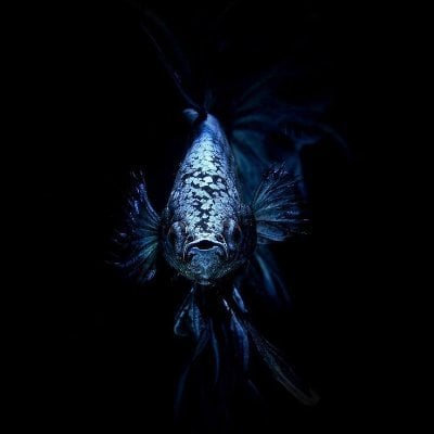 Ascension.base.eth's Lens avatar