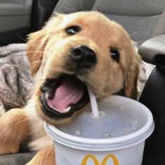 Nguyễn Thị Lan (plok66iy.lens) Lens social identity (.lens handle) PFP