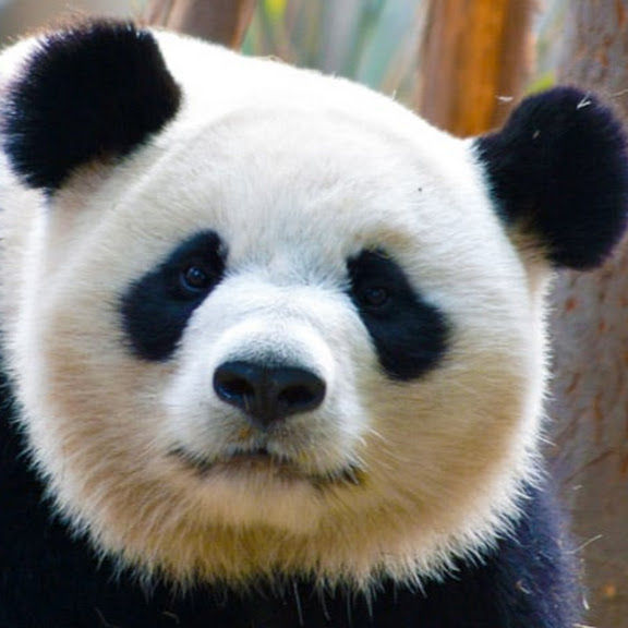 lepanda's Lens avatar