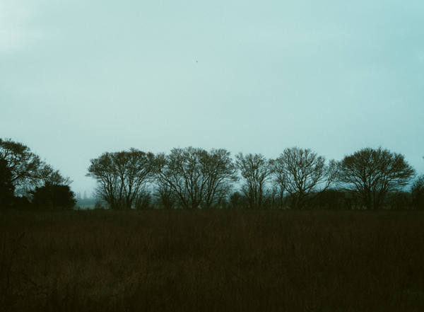 A line of bare winter trees along the far edge of a rough field under a flat pale sky