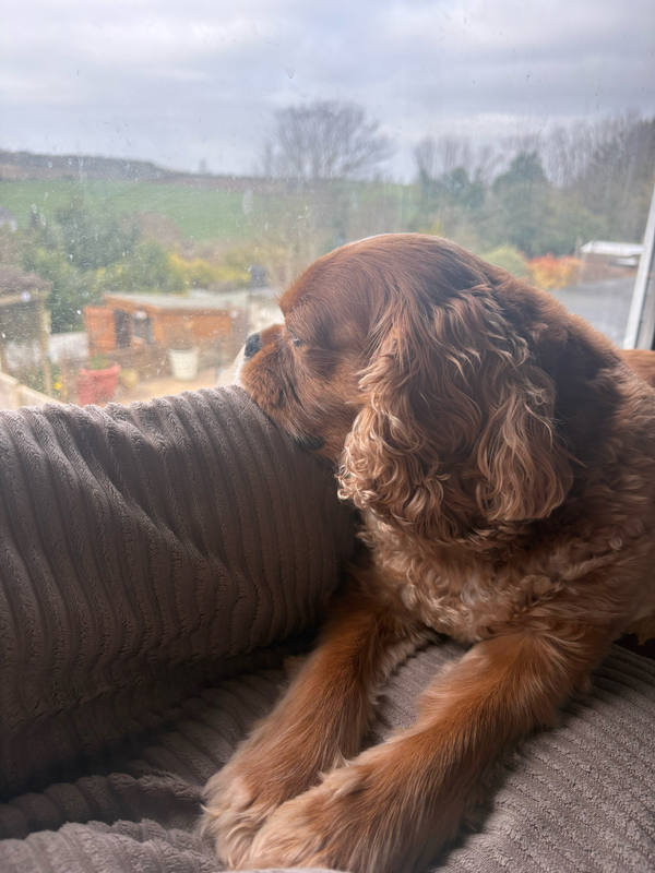 A ruby Cavalier King Charles Spaniel resting on the back of a sofa, looking out of a window over green hills under a grey sky