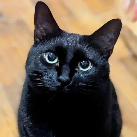 catto (catto.lens) Lens social identity (.lens handle) PFP