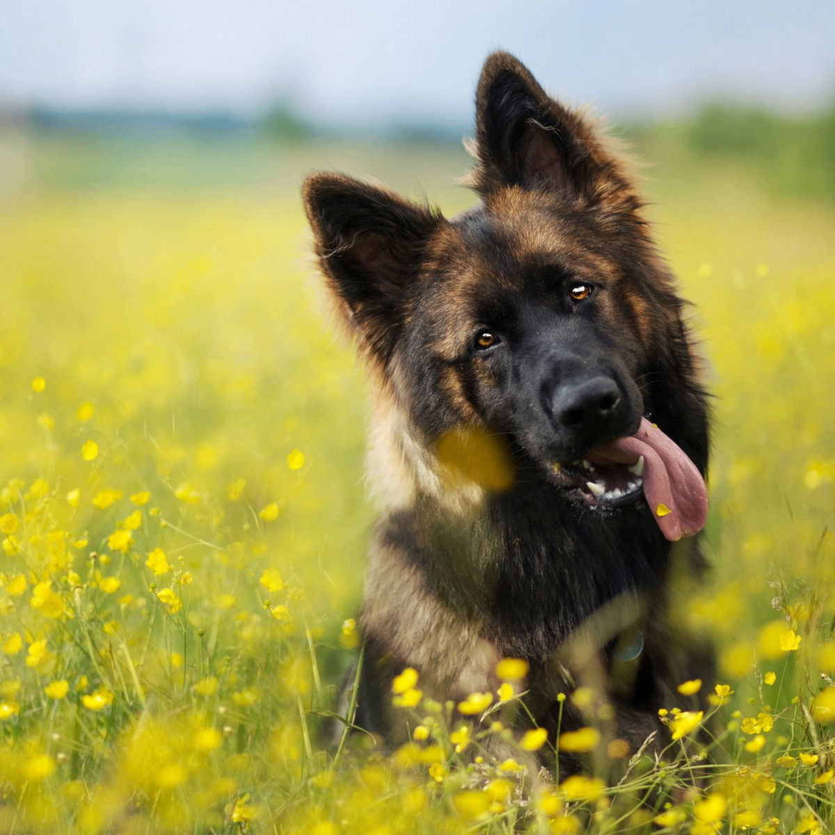 Semenpulihov27 (semenpulihov27.lens) Lens social identity (.lens handle) PFP