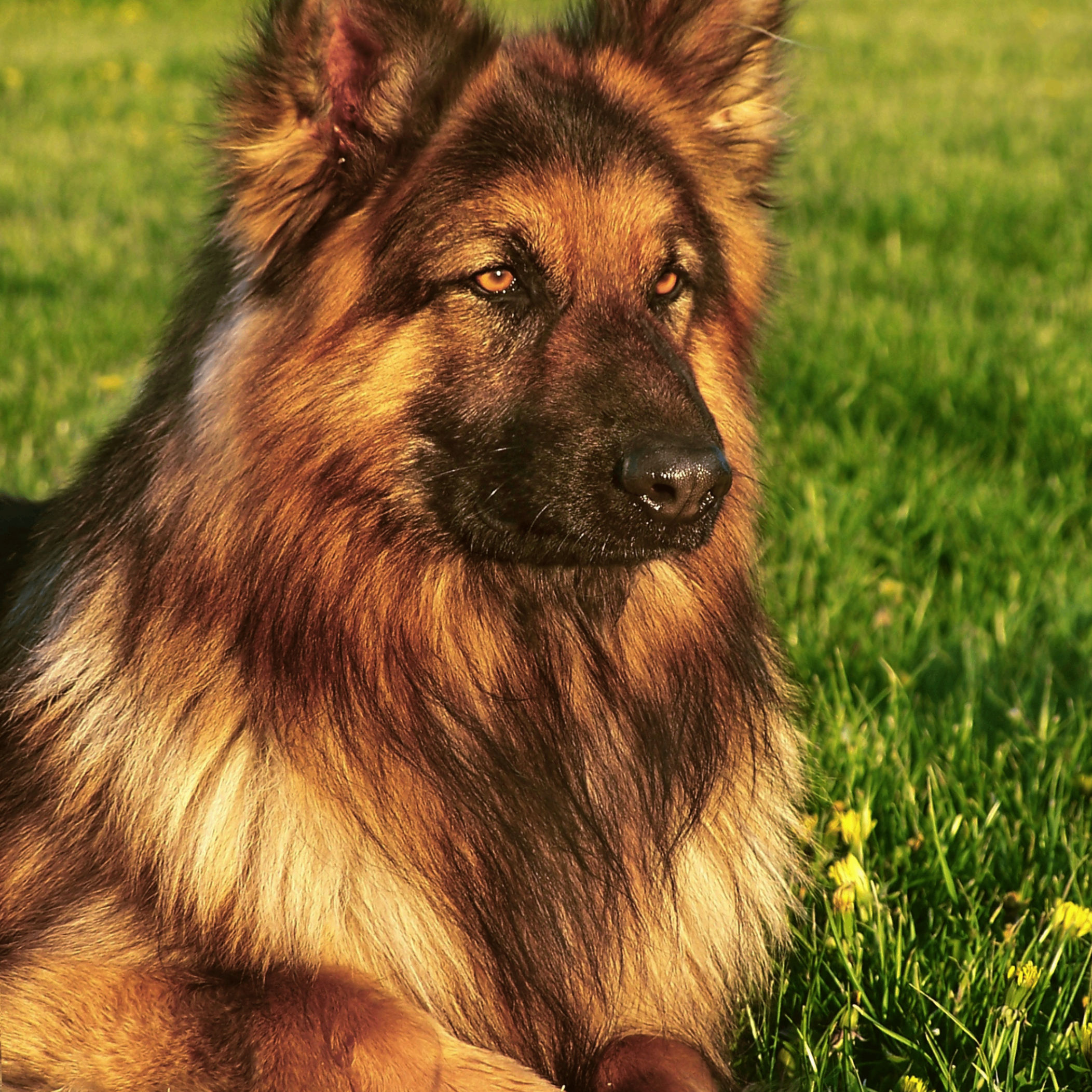 Eichelbergerlucas0 (eichelbergerlucas0.lens) Lens social identity (.lens handle) PFP