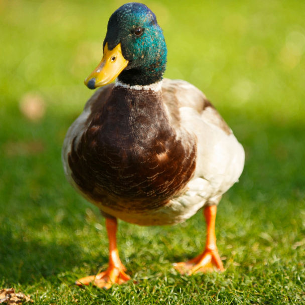 sariyahwo (sariyahwo.lens) Lens social identity (.lens handle) PFP