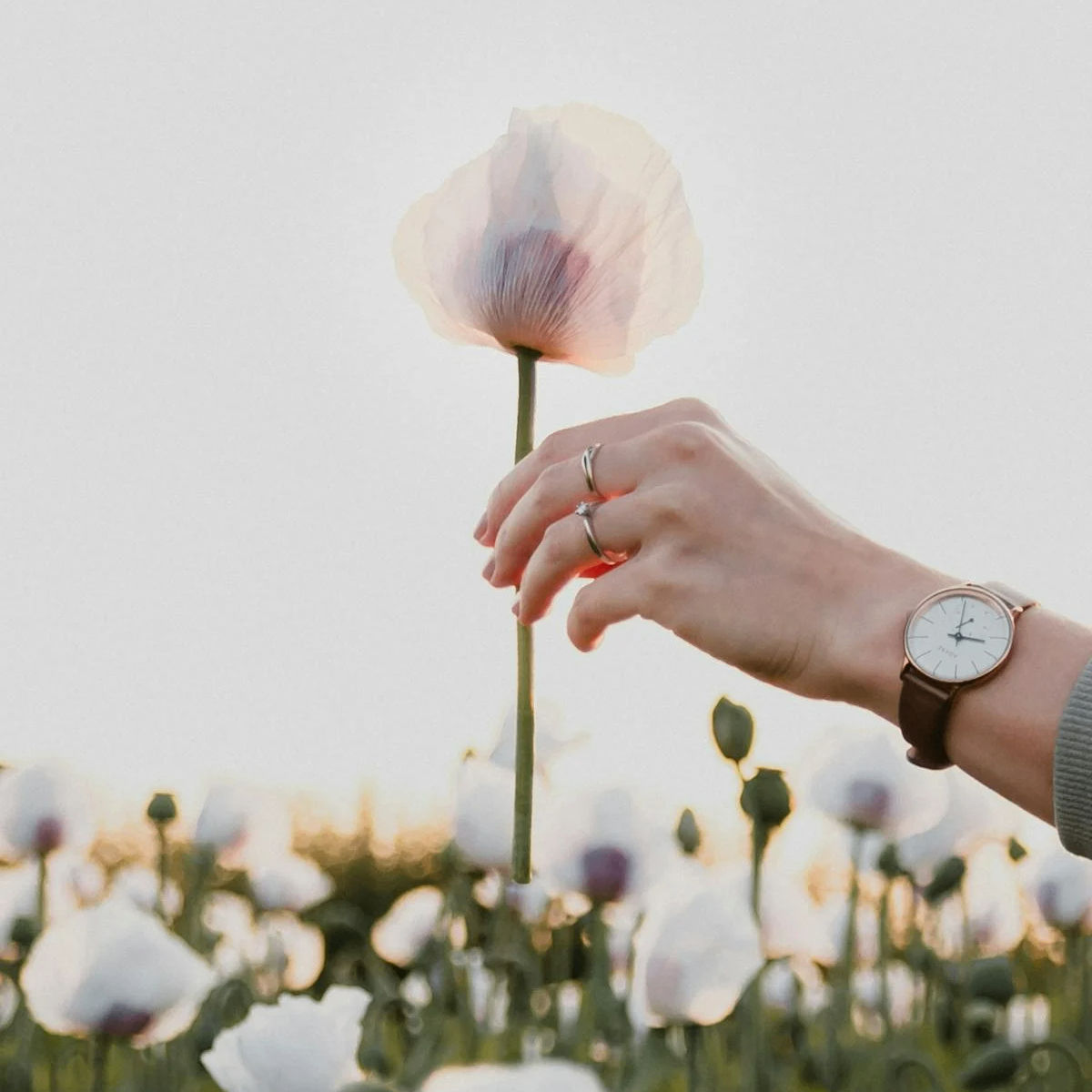 sdfghhjrty (shangfuliu.lens) Lens social identity (.lens handle) PFP