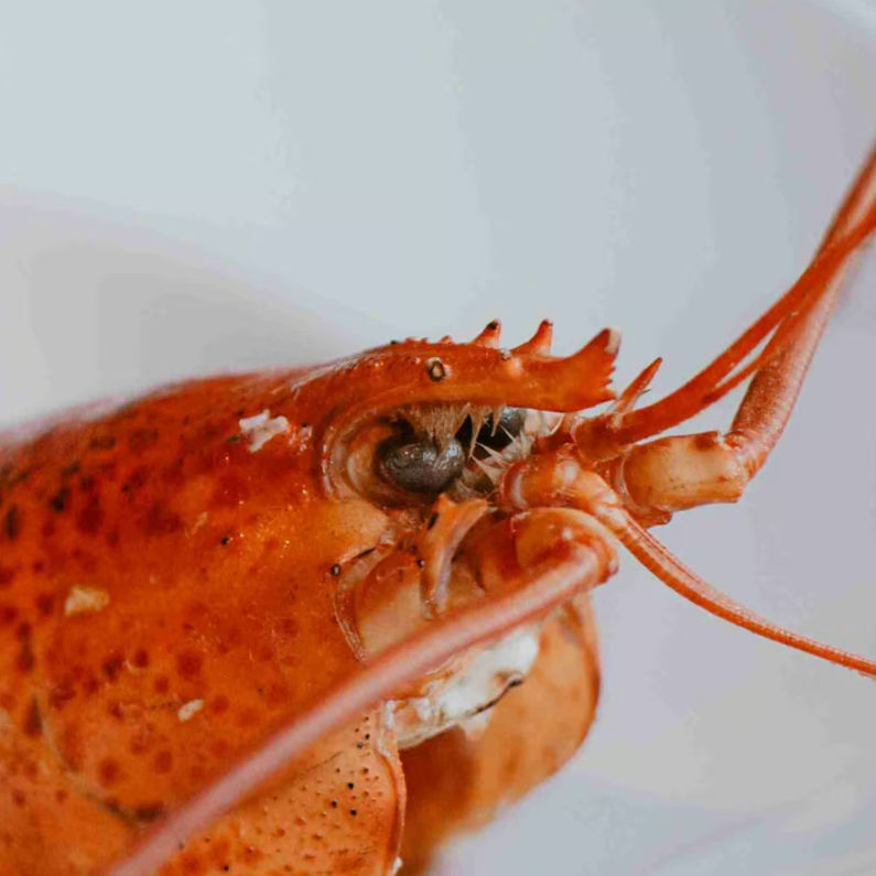 Ban (omarban.lens) Lens social identity (.lens handle) PFP