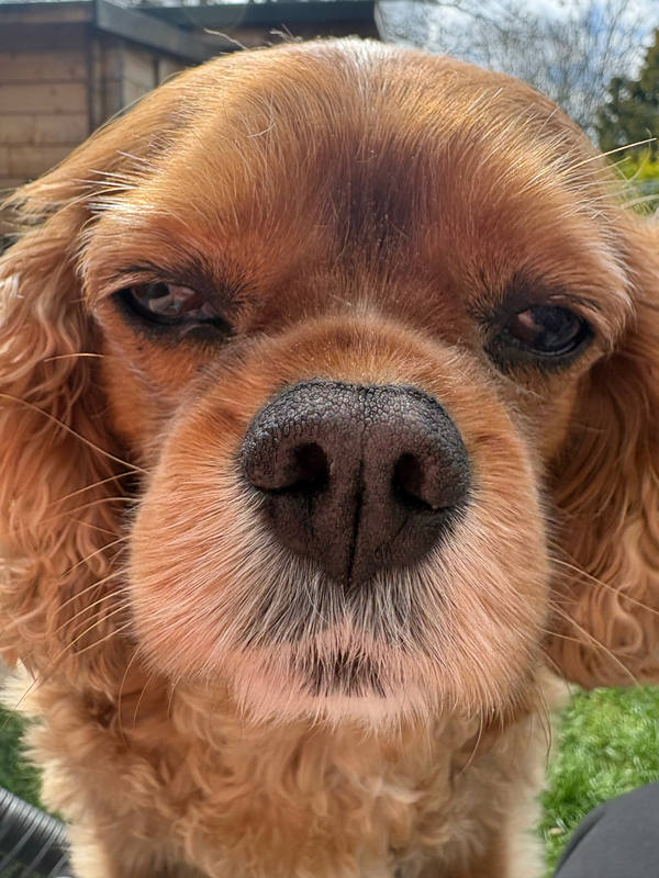 Extreme close-up of a ruby Cavalier King Charles Spaniel pushing his nose into the camera, garden and shed blurred behind him
