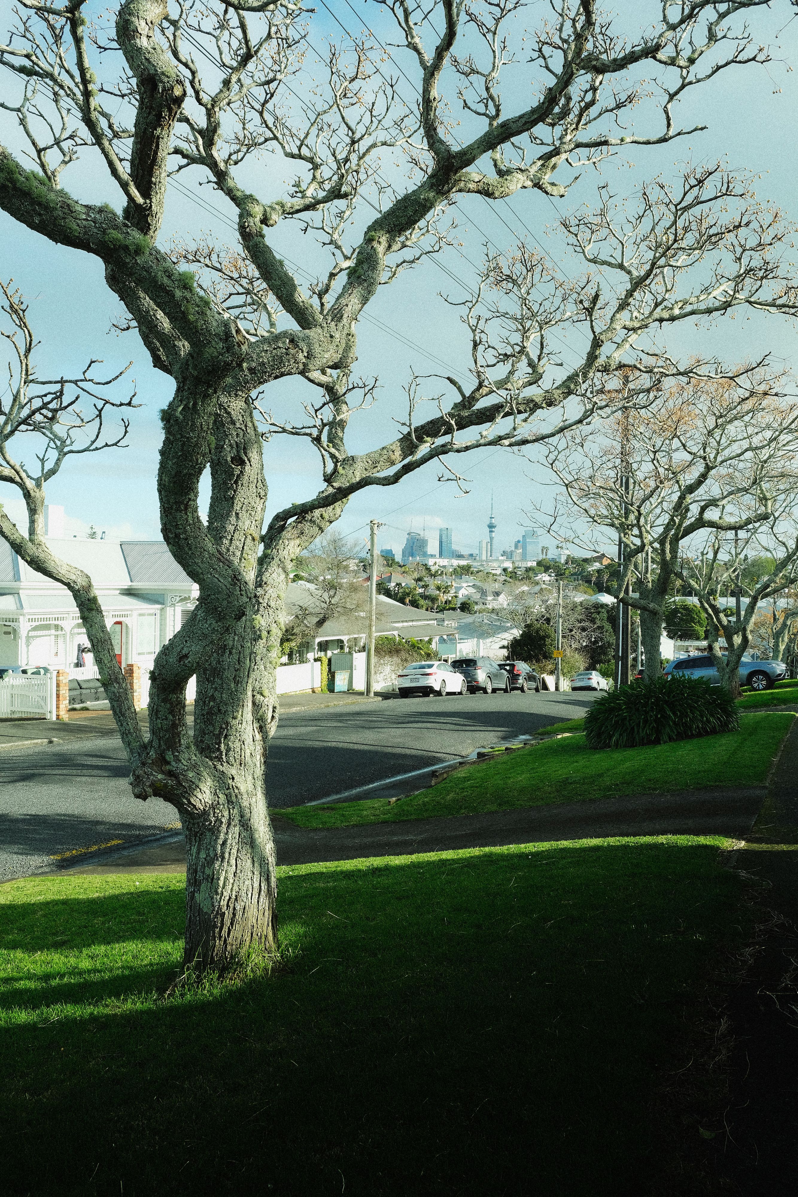 Post image: Good Auckland winter 

📷 2023