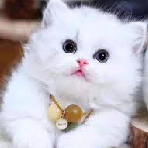 Delay (delay.lens) Lens social identity (.lens handle) PFP