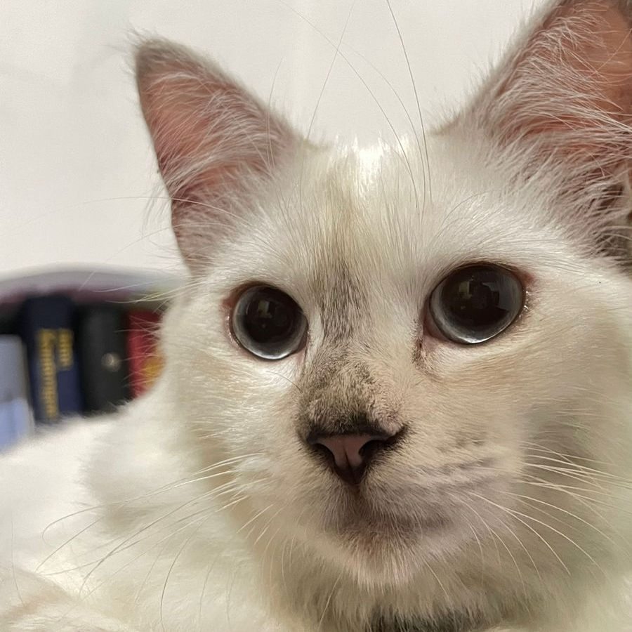 Darti Sari (dartsar.lens) Lens social identity (.lens handle) PFP