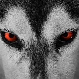demonfox3800's Lens avatar
