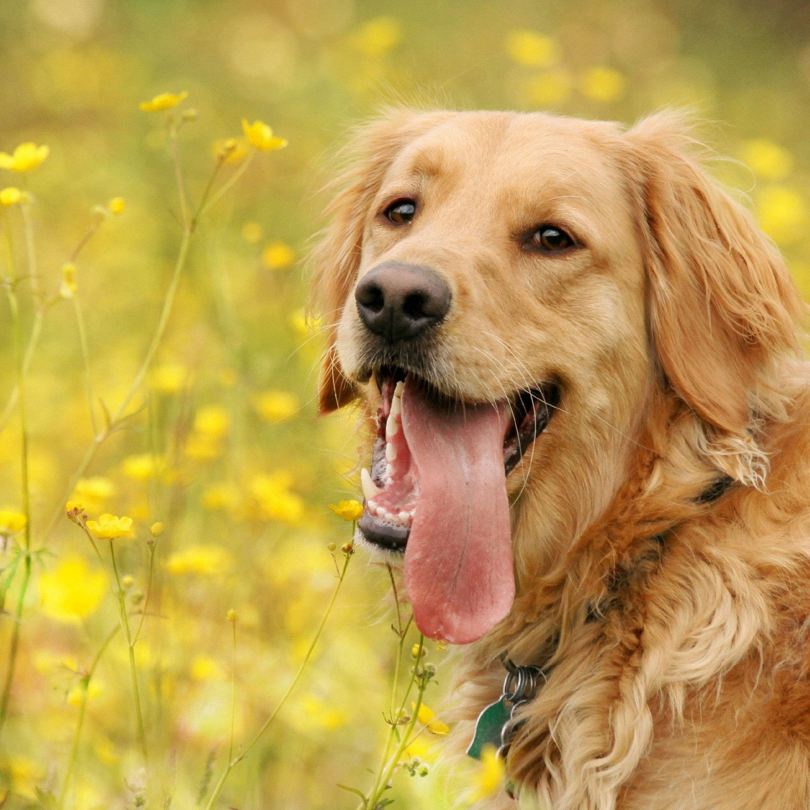 elenachernova.eth Ethereum Name Service (ENS and .eth domain) PFP