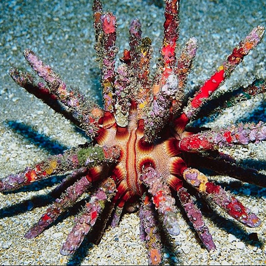 Maga (hasgg.lens) Lens social identity (.lens handle) PFP