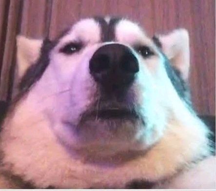 BingBongBoeing 🌿's Lens avatar