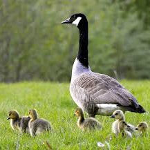 Mr Hanh (xyz13.lens) Lens social identity (.lens handle) PFP