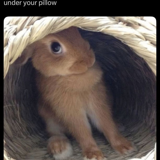 joouu (joouu.lens) Lens social identity (.lens handle) PFP