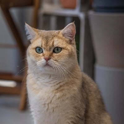 noche's Lens avatar