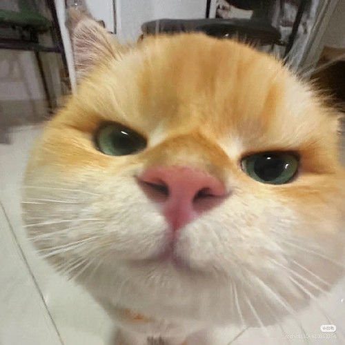 ryz792's Lens avatar