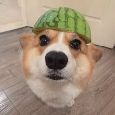 Vo Phuong (hsusjsk.lens) Lens social identity (.lens handle) PFP