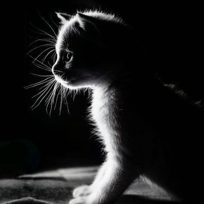 payamsky's Lens avatar