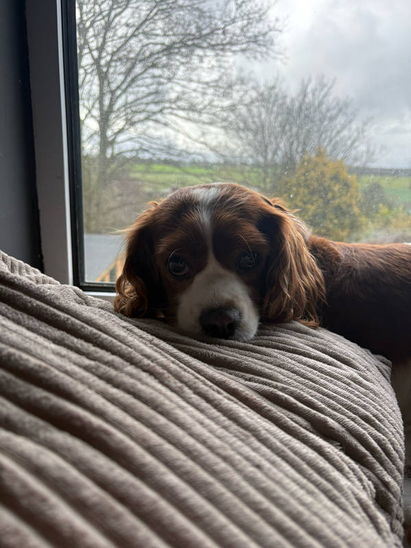 A tricolour spaniel with black ears and a white blaze resting his chin on a corduroy cushion by a window, green fields beyond