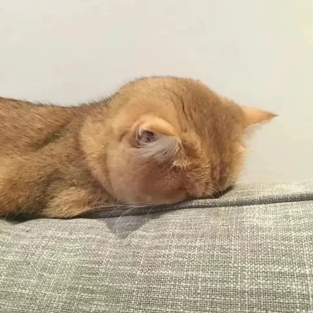 thintime (thintimeue.lens) Lens social identity (.lens handle) PFP