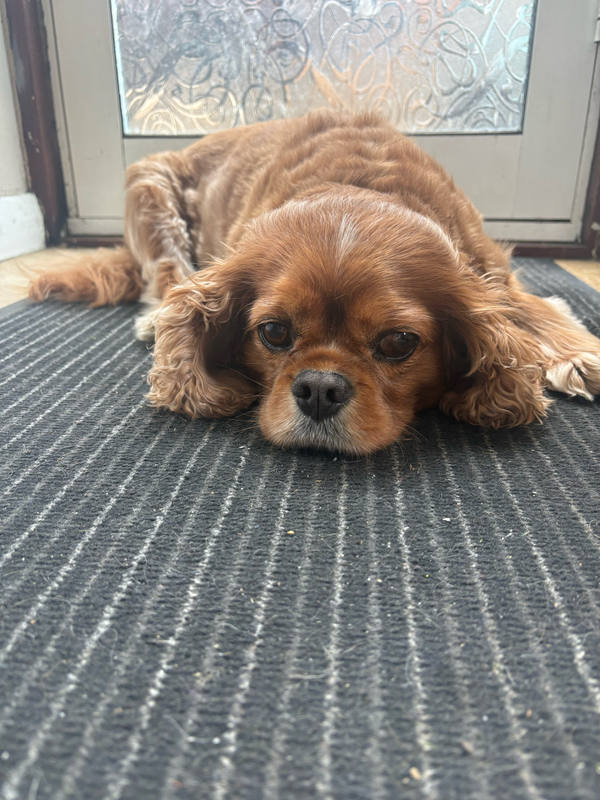 A ruby Cavalier King Charles Spaniel lying flat on a grey striped doormat, chin down, staring into the middle distance