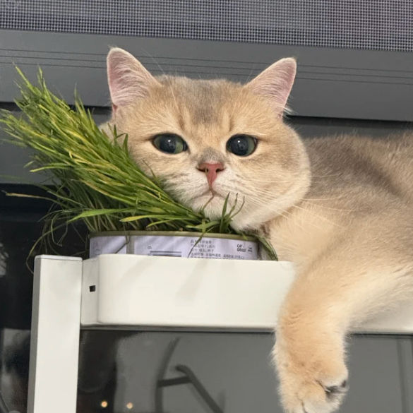 cat (punch_.lens) Lens social identity (.lens handle) PFP