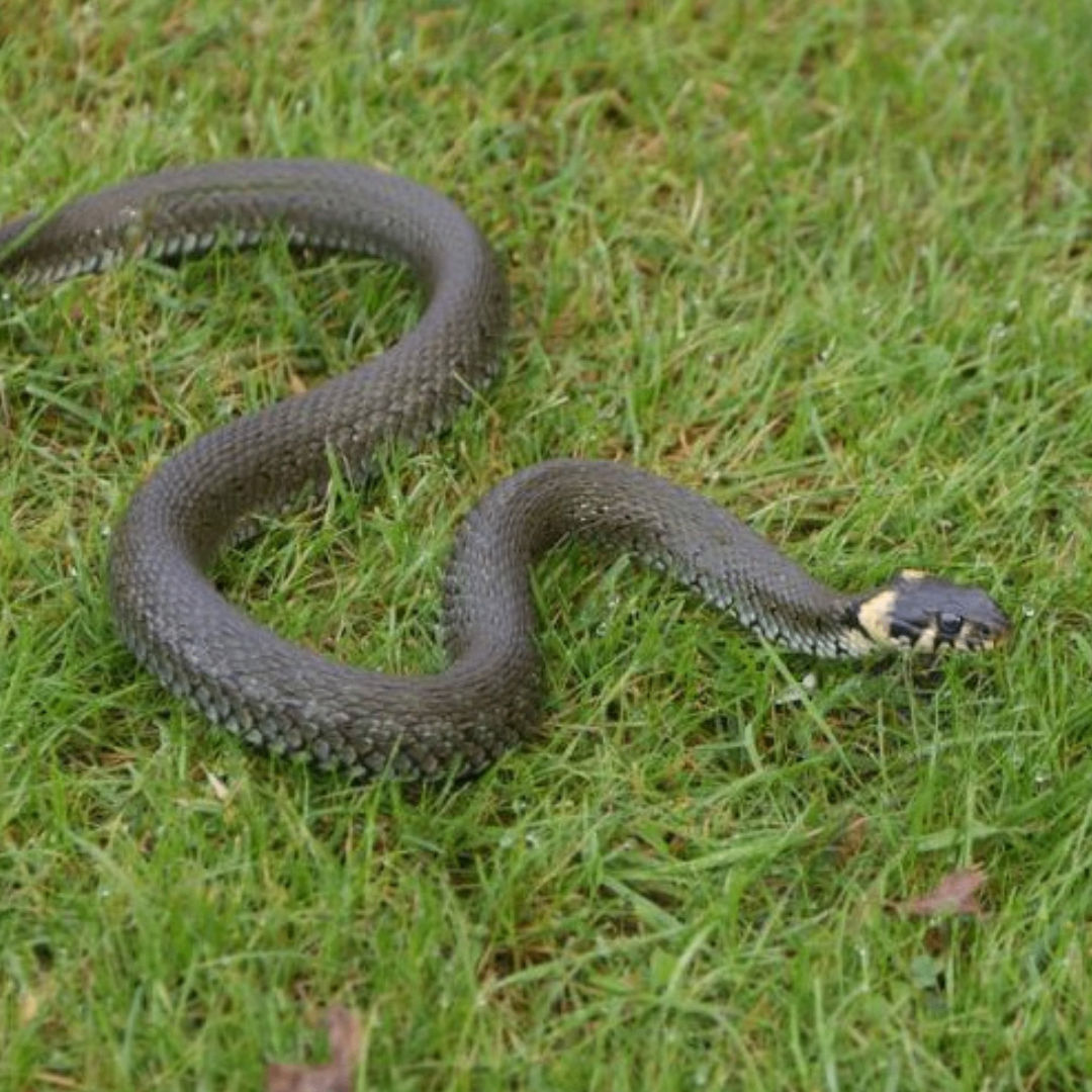 ermolaevwax1 (ermolaevwax1.lens) Lens social identity (.lens handle) PFP