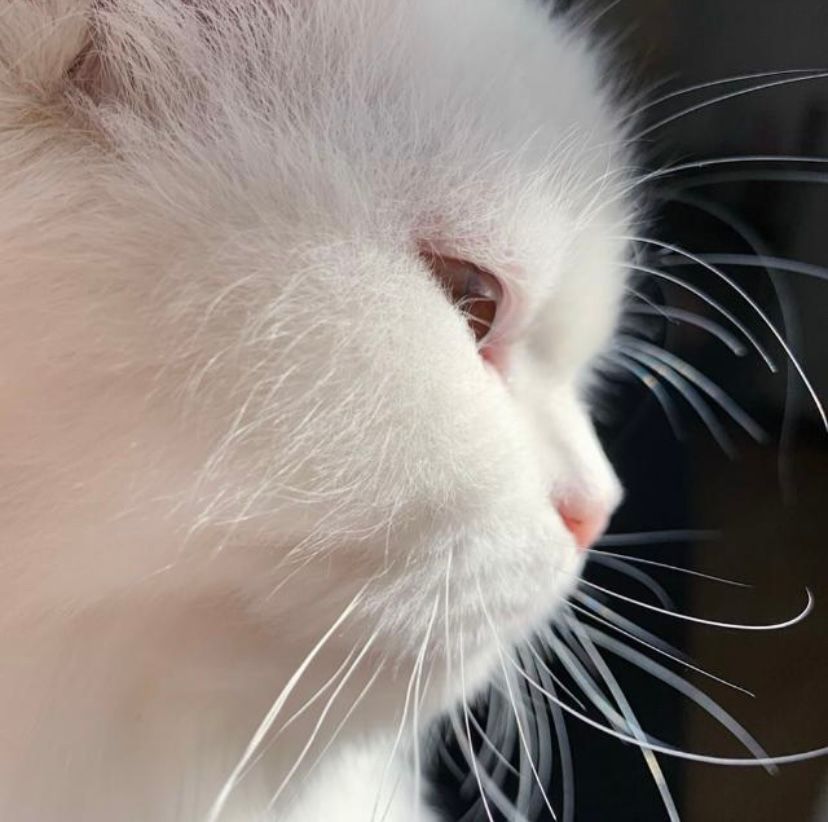 fuzzylucious (fuzzylucious0x.lens) Lens social identity (.lens handle) PFP