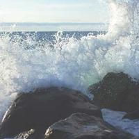 wilddog_-1900.lens Lens social identity (.lens handle) PFP