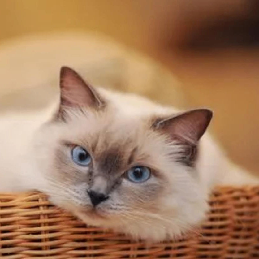 62180.eth Ethereum Name Service (ENS and .eth domain) PFP