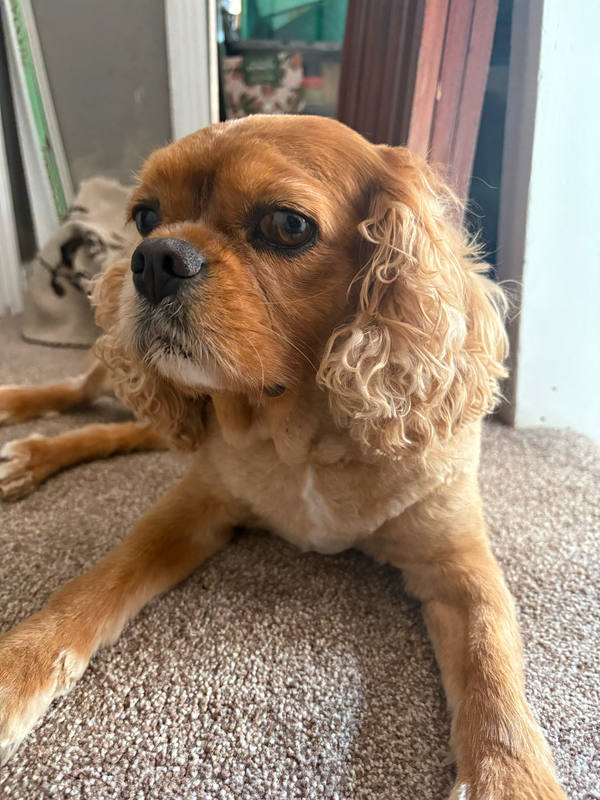 A ruby Cavalier King Charles Spaniel lying on a beige carpet in a doorway, looking to camera, sunlight catching his feathered ears