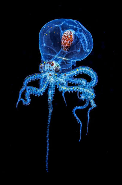 Shuila (shuila.lens) Lens social identity (.lens handle) PFP