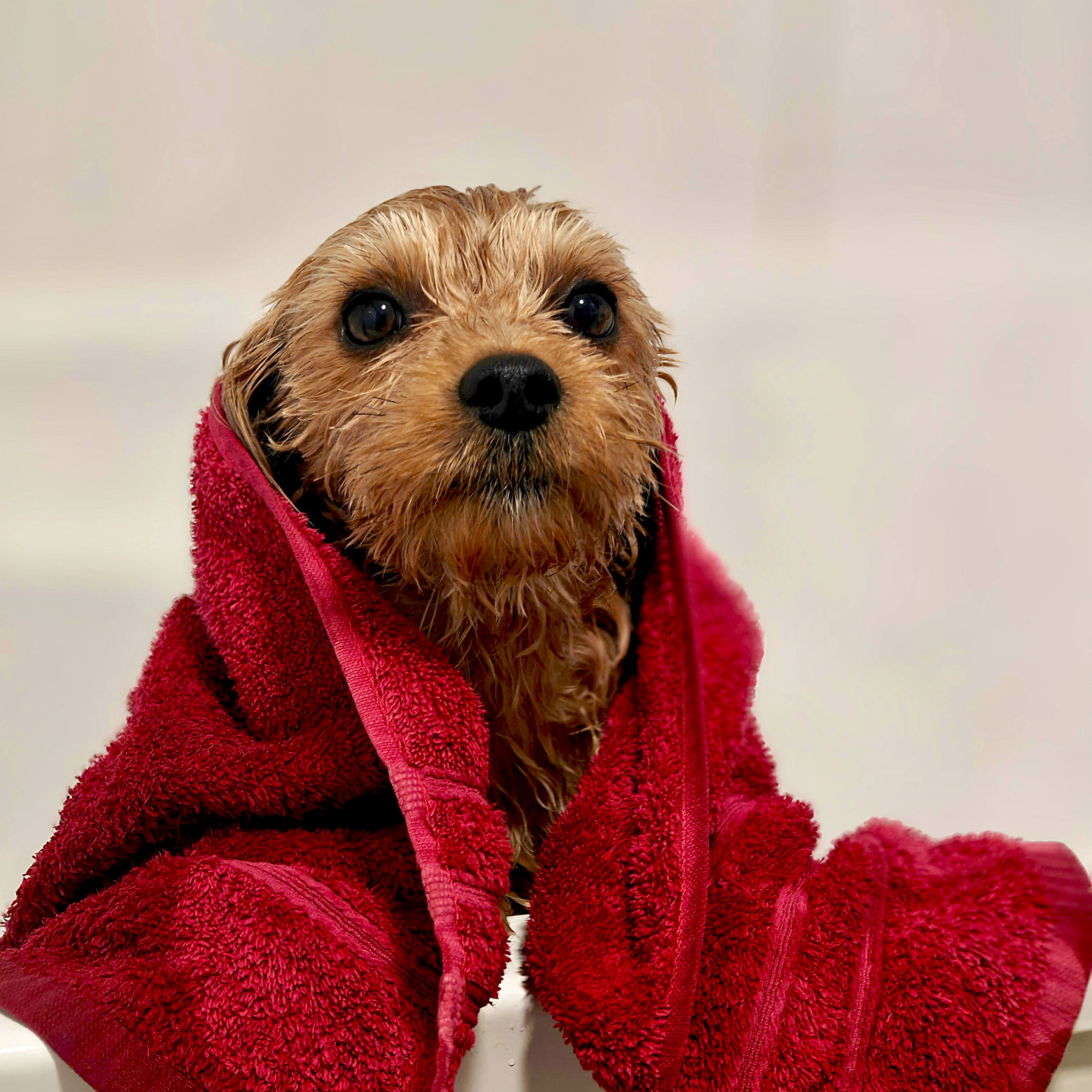 Sylwester (a2big4you.lens) Lens social identity (.lens handle) PFP