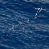 shob74water.lens Lens social identity (.lens handle) PFP