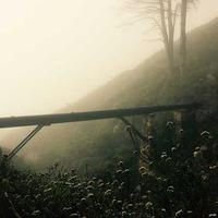 romashkapig0.lens Lens social identity (.lens handle) PFP