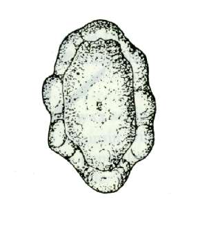 Florida Wax Scale's Lens avatar