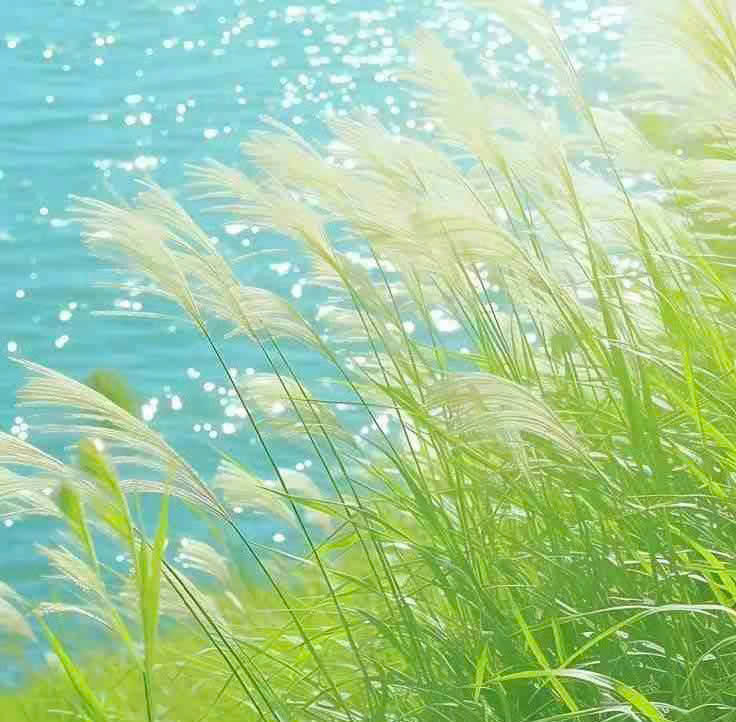 Minh Hang's Lens avatar