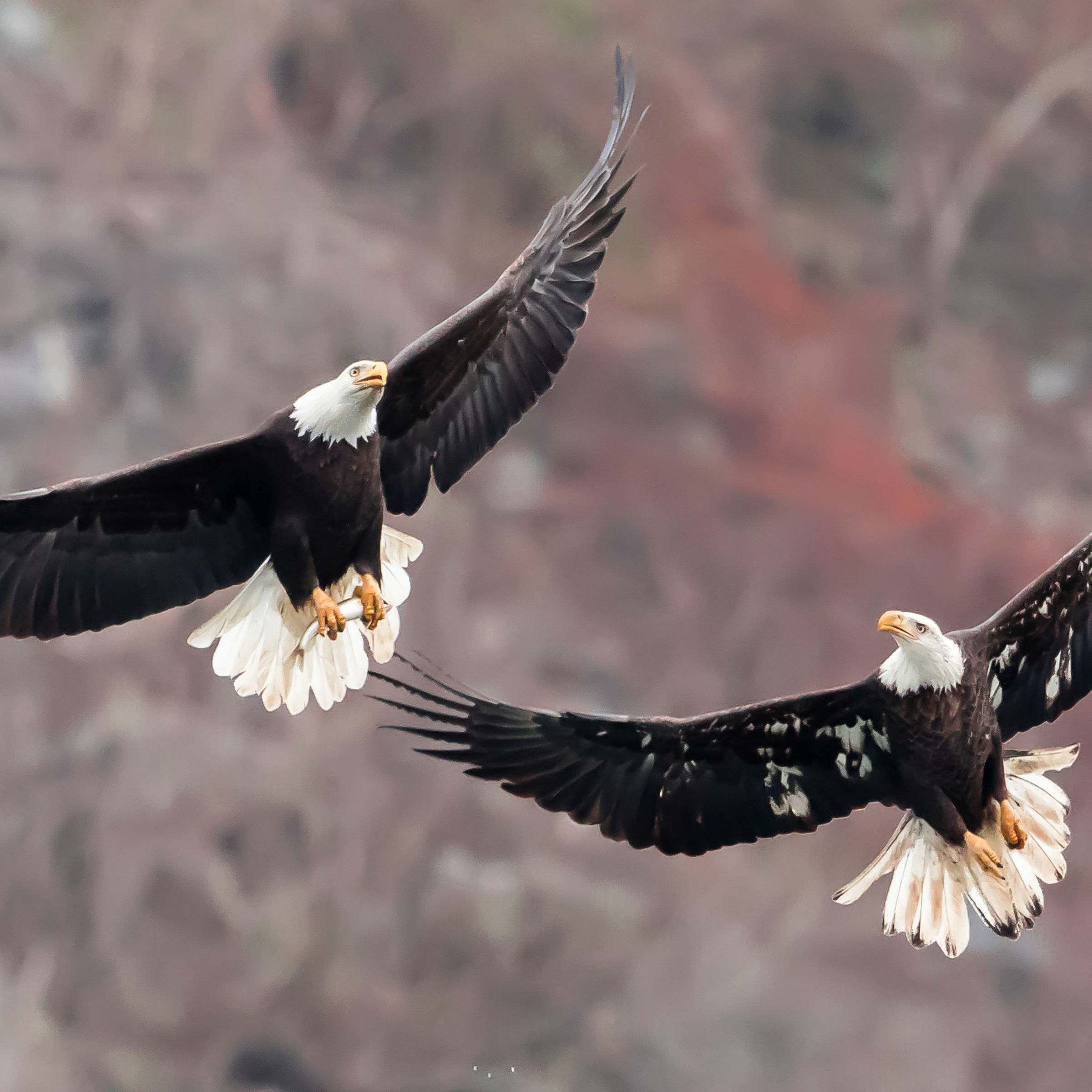 ivanovivan199522 (ivanovivan199522.lens) Lens social identity (.lens handle) PFP