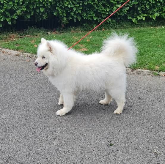 Olumayor (olumayor420.lens) Lens social identity (.lens handle) PFP