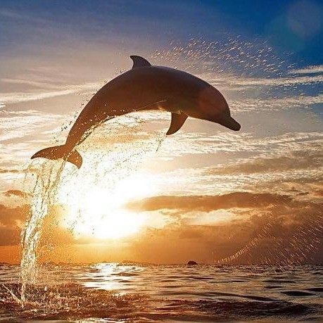 lens118 (lens118.lens) Lens social identity (.lens handle) PFP