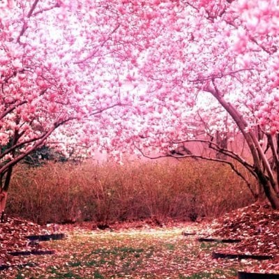 Willa's Lens avatar