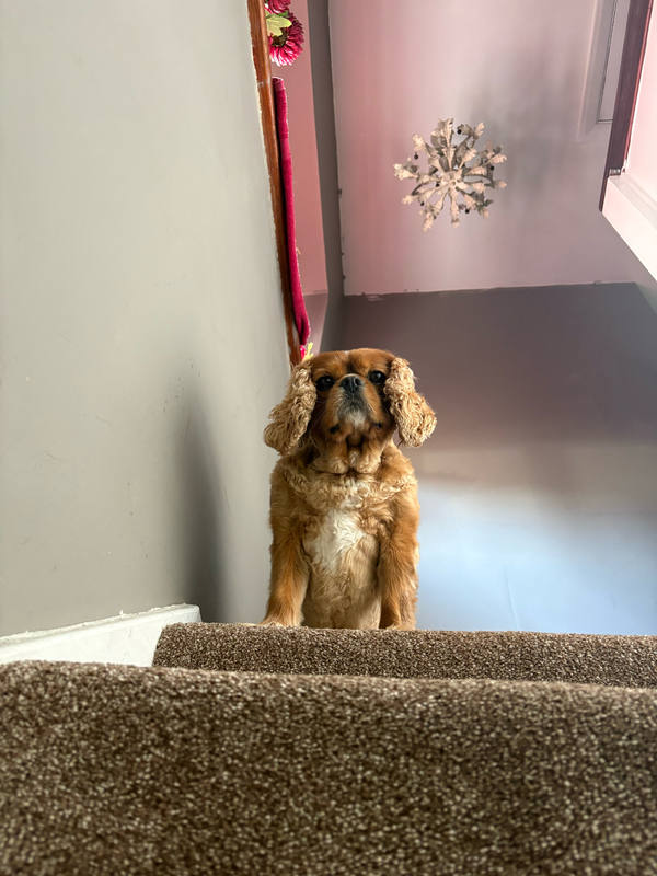 A ruby Cavalier King Charles Spaniel photographed from below at the top of a staircase, ears splayed, pink wall and a snowflake decoration behind