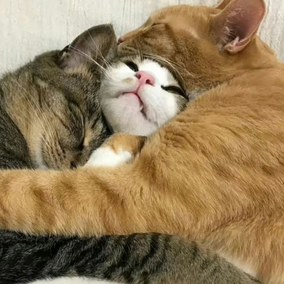 dsbbnn.lens Lens social identity (.lens handle) PFP