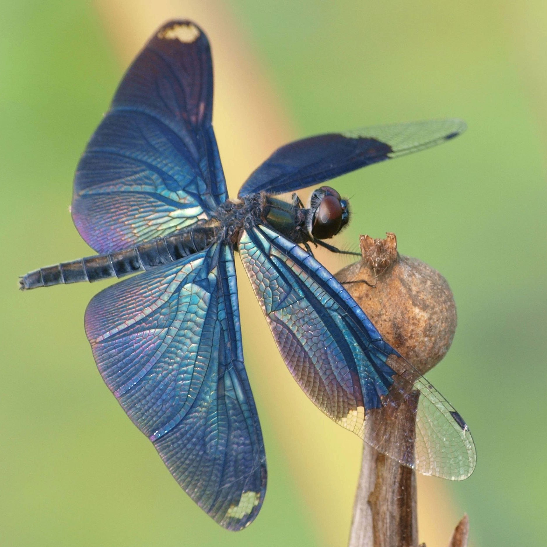 Ramillazar (ramillazar.lens) Lens social identity (.lens handle) PFP