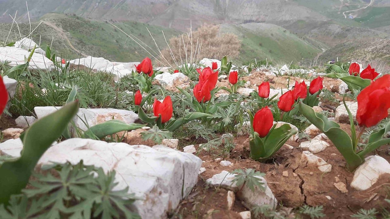 Kurdistanpage's Lens avatar