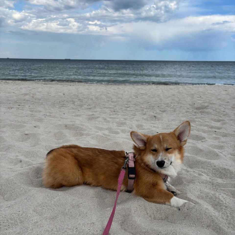 Corgi Jessie (cryptona.lens) Lens social identity (.lens handle) PFP